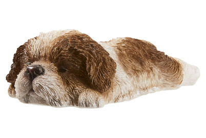 Image of Vivid Shih-Tzu Welpe Braun, schlafend bei JUMBO