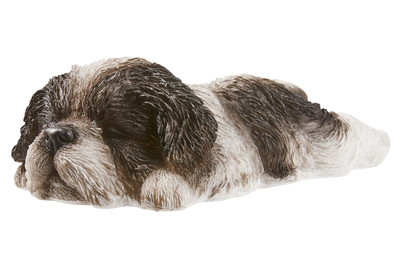 Image of Vivid Shih-Tzu Welpe Schwarz, schlafend bei JUMBO