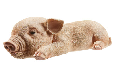Image of Vivid Minipig, schlafend bei JUMBO