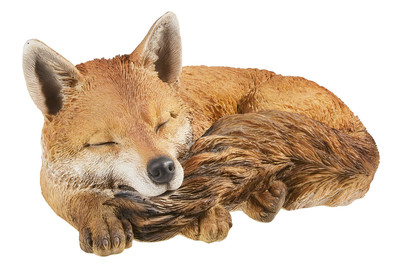 Image of Vivid Fuchs, schlafend bei JUMBO