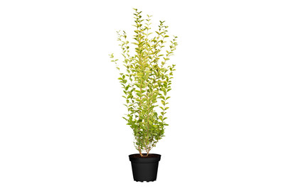 Image of Ligustrum O.aureum 7.5L 80/100 bei JUMBO