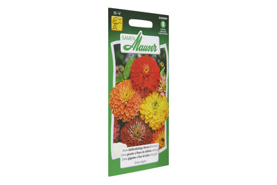 Image of Zinnie Riesenmischung bei JUMBO