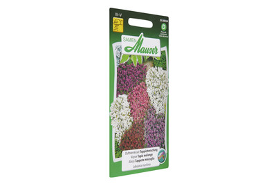 Image of Duftsteinkraut Teppichmischung bei JUMBO