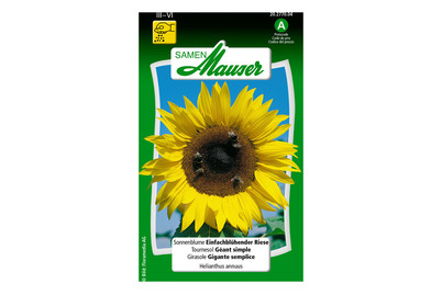 Image of Sonnenblume einfachblühender Riese