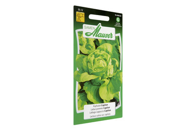 Image of Kopfsalat Capitan bei JUMBO