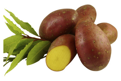 Image of Saatkartoffeln Laura 2.5 kg