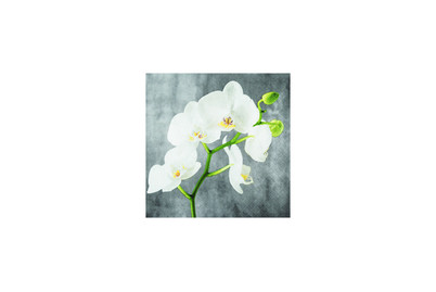 Image of Servietten 33x33cm White Orchid