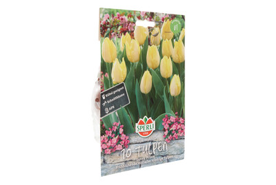 Image of Tulpen Sunny Prince bei JUMBO