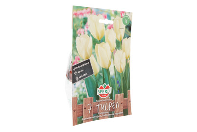 Image of Tulpen Purissima bei JUMBO