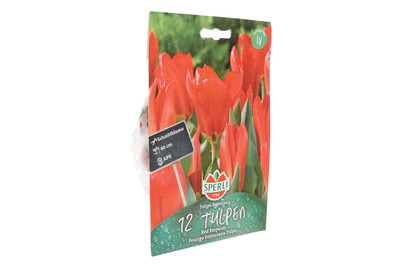 Image of Tulpen Red Emperor bei JUMBO