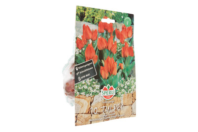 Image of Tulpen Toronto orange bei JUMBO