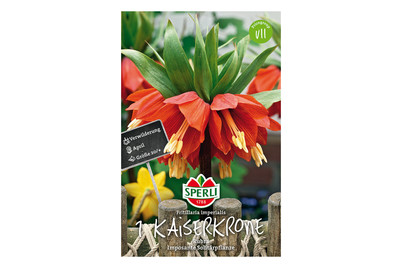 Image of Sperli Fritillaria Imperialis Rubra bei JUMBO
