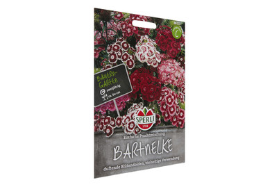 Image of Bartnelken-Prachtmischung bei JUMBO