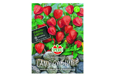 Image of Lampionblumen Mikies Laterne bei JUMBO