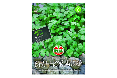 Image of Blattkoriander Marino bei JUMBO