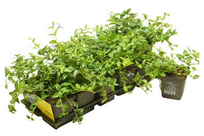 Image of Kleines Immergün Ø9cm 24er-Set bei JUMBO