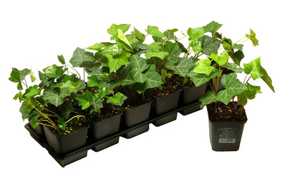 Image of Efeu grün Ø9cm 24er-Set bei JUMBO