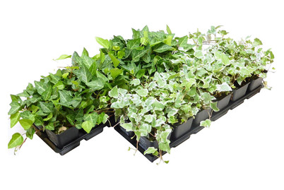 Image of Efeu grün-weiss Ø9cm 24er-Set bei JUMBO