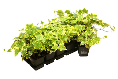 Image of Efeu grün-gelb Ø9cm 24er-Set bei JUMBO