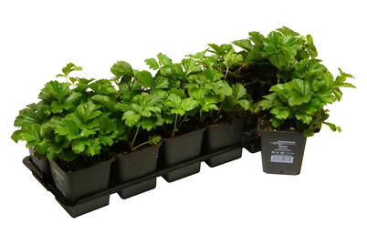 Image of Waldsteinia ternata Ø9cm 24er-Set bei JUMBO