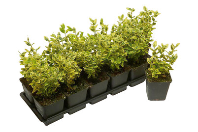 Image of Gelbbunter Spindelstrauch Ø9cm 24er- Set bei JUMBO