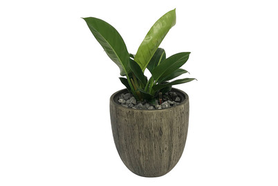 Image of Premium Hydro Philodendron UT Ø30cm bei JUMBO