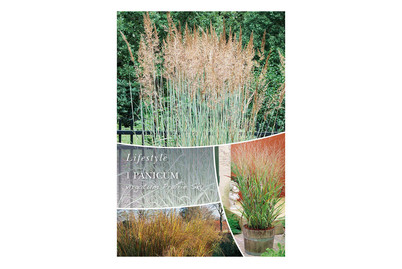 Image of Panicum Prairy SKY bei JUMBO