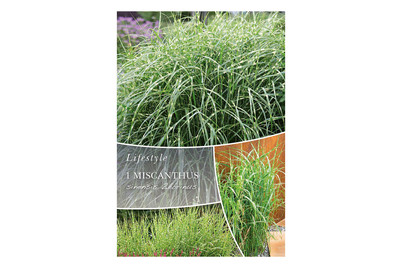 Image of Miscanthus Zebrinus bei JUMBO