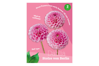 Image of Dahlie Stolze VON BE bei JUMBO