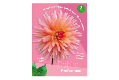 Image of Dahlie Preference bei JUMBO