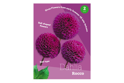 Image of Dahlie Rocco bei JUMBO