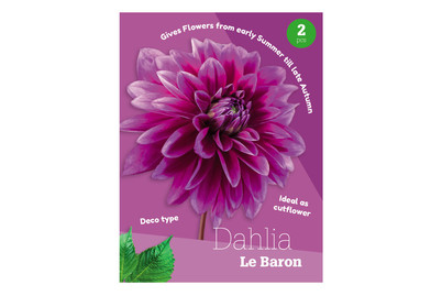 Image of Dahlie LE Baron bei JUMBO