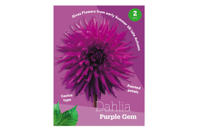 Image of Dahlie Purple GEM bei JUMBO