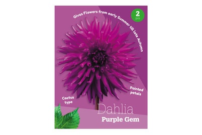 Image of Dahlie Purple GEM