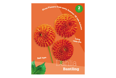 Image of Dahlie Bantling bei JUMBO