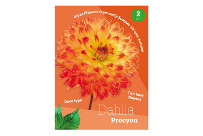 Image of Dahlie Procyon bei JUMBO