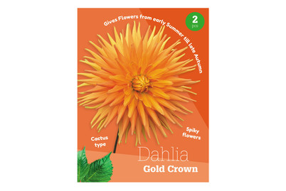 Image of Dahlie Gold Crown bei JUMBO