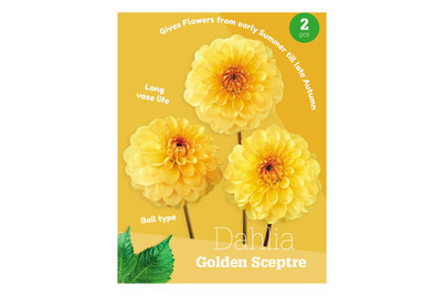 Image of Dahlie Golden Sceptr