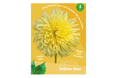 Image of Dahlie Yellow Star