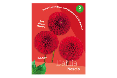 Image of Dahlie Nescio bei JUMBO