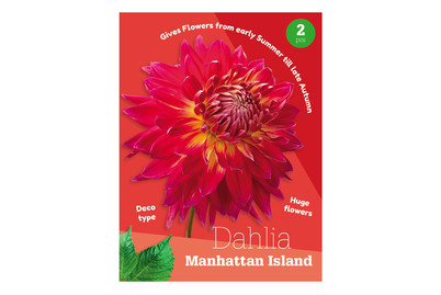 Image of Dahlie Manhattan ISL bei JUMBO
