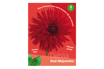 Image of Dahlie RED Majorette bei JUMBO