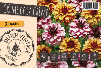 Image of Dahlien Mischung bei JUMBO