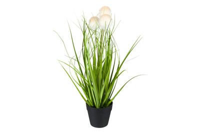 Image of Loewenzahn IM Topf Weiss H40Xd15Cm bei JUMBO