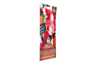 Image of Fleissiges Lieschen Leuchtfeuer bei JUMBO