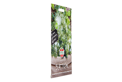 Image of Sperli Blattkohl Emerald Ice bei JUMBO