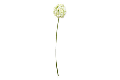 Image of Allium Kugel 67X12Cm