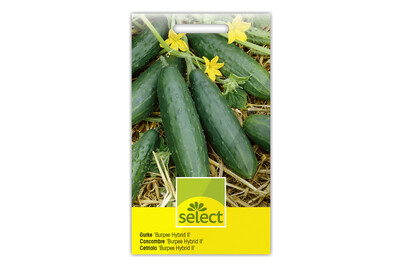 Image of Gurke Burpee Hybrid II bei JUMBO