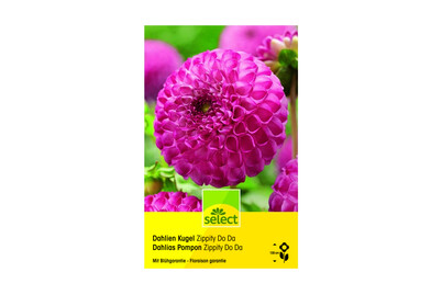 Image of Select Dahlien Zippity Do Da bei JUMBO