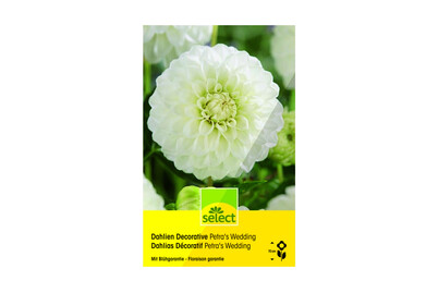 Image of Select Dahlien Petra's Weding bei JUMBO